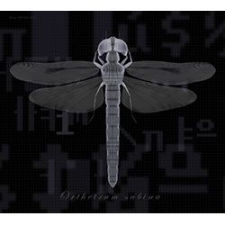 PROCESS -D ( Dragonfly- Orthetrum sabina )