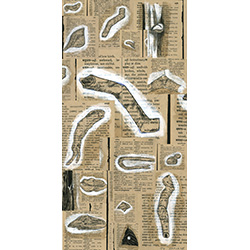 ‘Ship worms (Teredinidea)’